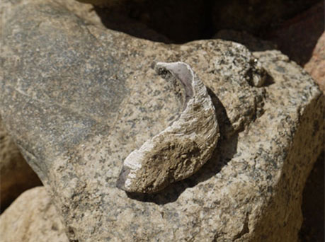 写真７．貝化石（移動させ撮影）